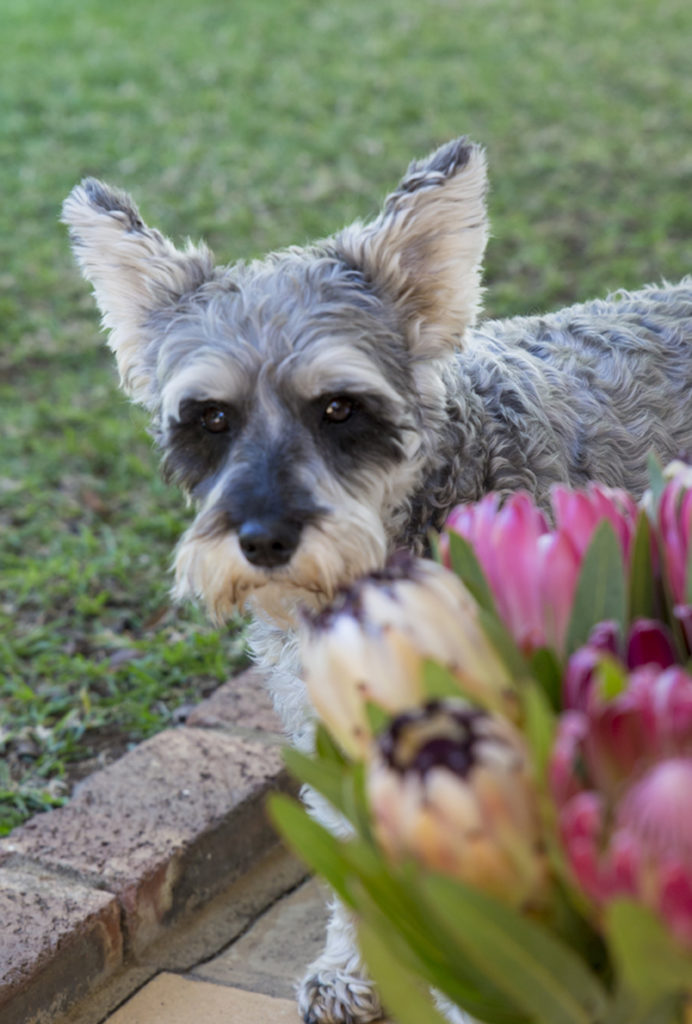 bed & breakfast Rustenburg